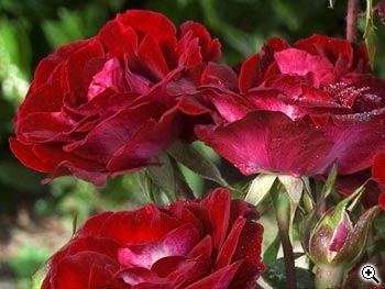 Rosier à Fleurs Groupées Rose de Cahors