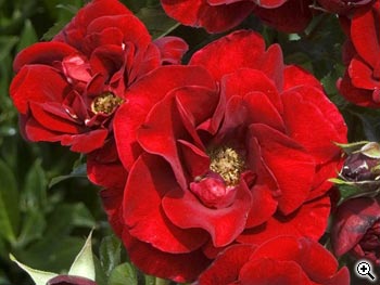 Rosier à Fleurs Groupées Rose de Fleurie