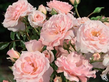Rosier Paysager Rose de Beaune