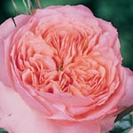 Rose de Cornouaille 